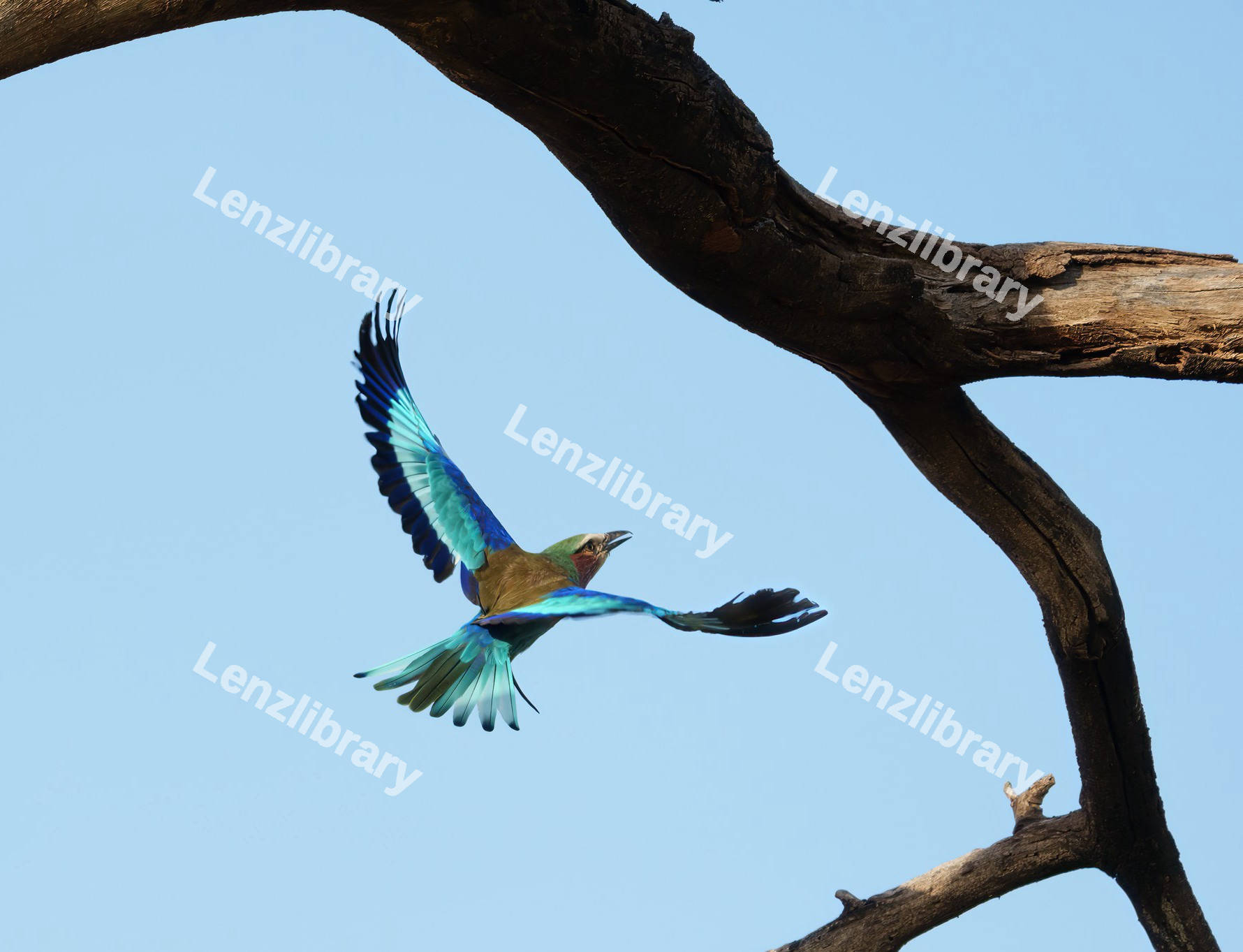 Lilac-breasted roller bird flying